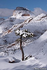 Solitary Tree Zion Winter 020619 5868 3
