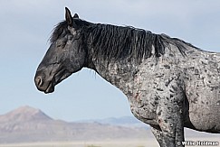 Mustang Resting 051621 9724