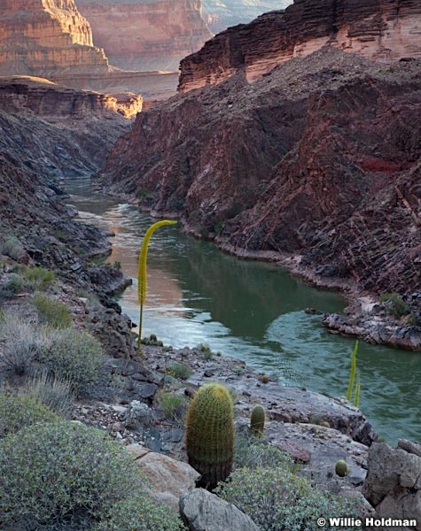 Agave Grand Canyon 042212a