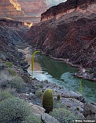 Agave Grand Canyon 042212a