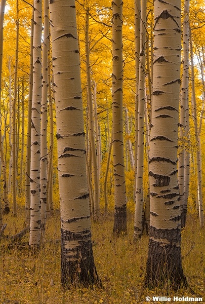 Uinta Aspen Forst 092724 0716