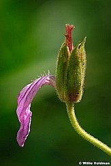 pink Wildflower 072410 00736