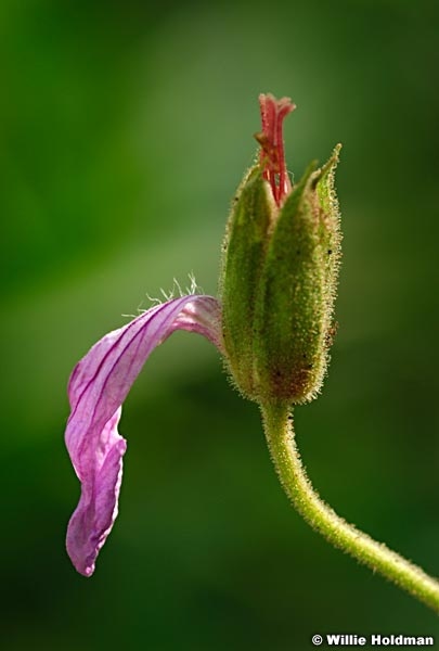 pink Wildflower 072410 00736