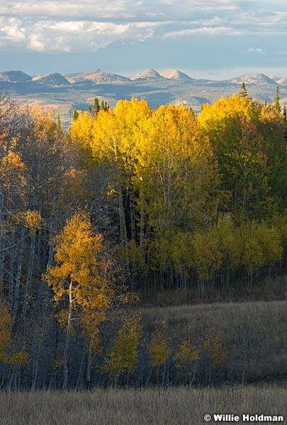 Aspens Autumn Uinta 100515 4784