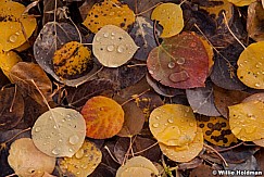 Aspen Leaves 092612 487