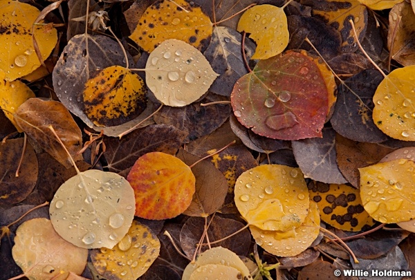 Aspen Leaves 092612 487