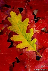 DSCyellowoakredmaples43