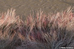 Provo River Reeds 050123 5586