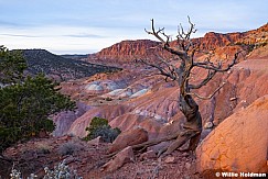 Gnarley Pionion Painted Desert 122225 0885 3