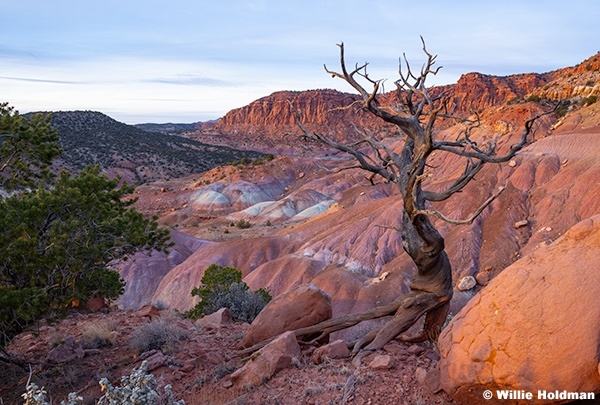 Gnarley Pionion Painted Desert 122225 0885 3