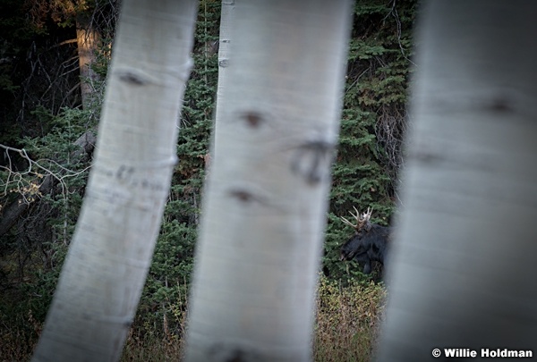 Moose Framed Aspens 092920 1482 6