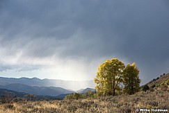 Two-Autumn-Trees-100315-3