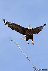 Bald Eagle flight 030112 99