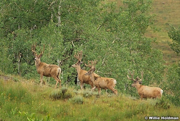 deer0807075x8
