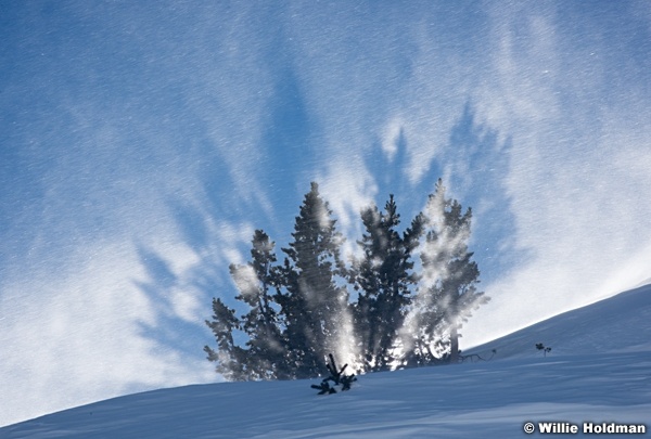 Trees Backlit 3