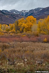 Snake Creek Autumnn Deer 102521 9154