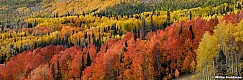 Orange Yellow Aspen Pines Pano 100226 0052
