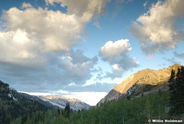 snowbirdsummer1381