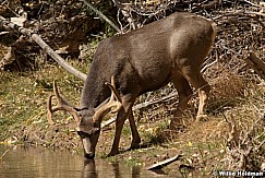 Buck Drinking Water102909 00421