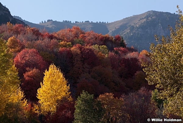Brillant Yellow Aspen 092912 1609
