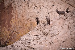 Desert Bighorn Capitol Reef 102719 2724