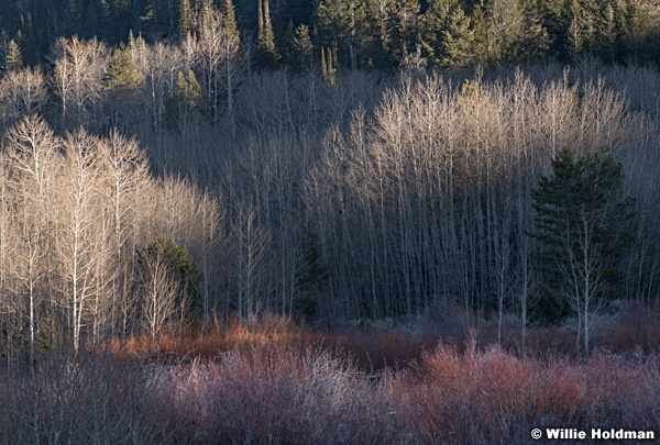 Bare Aspens Raking Light Uinta 120121 7749 2