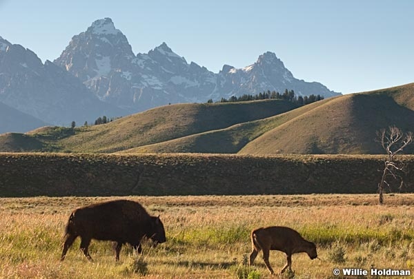 Buffalocalftetons071510 0768
