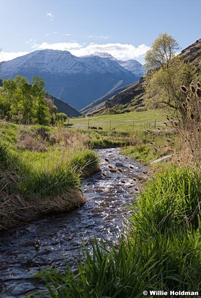 South Fork Timp Spring Greens 051218f 0529