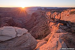 Canyonlands Overlook Tree 052618 6492