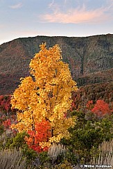 Yellowmaple092111 139