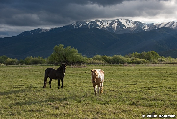 Heber North Fields Horse 051716 4798