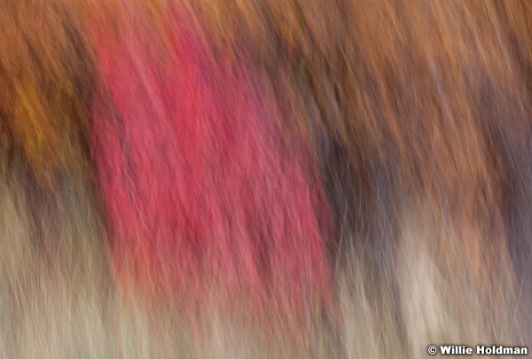 abstractimpressions102110 6778