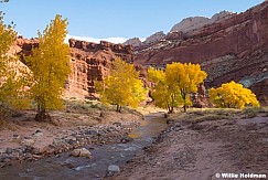 Yellow Cottonwood Capitol Reef 102924 5171