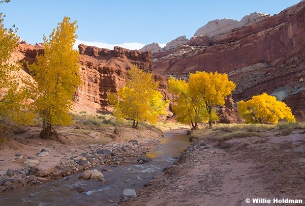 Yellow Cottonwood Capitol Reef 102924 5171