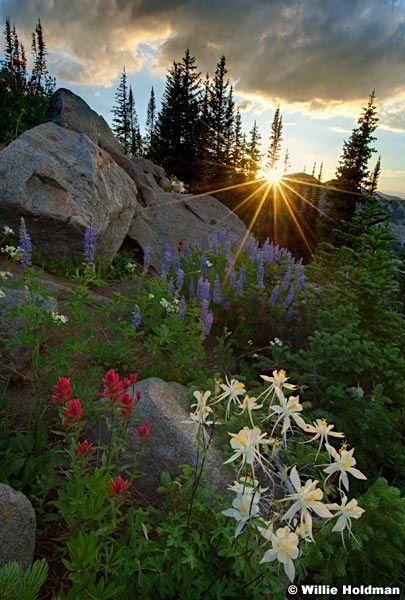 pioneerpeakwildflowersunset010210