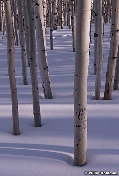 Aspen Shadows 011714 6739