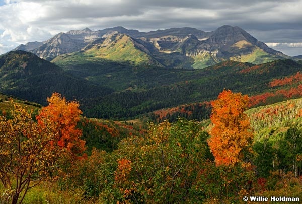 Timpanogos2 maples