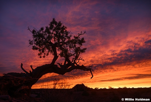 Juniper tree Sunset 011326 2907
