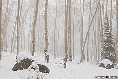 Aspensinfogsnow100711 300