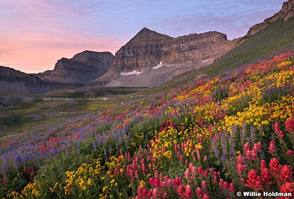 Timpanogos Wildflowers 072018 2763 2