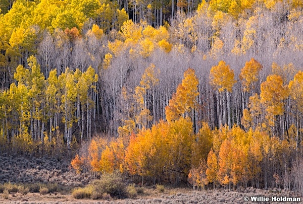 Colors Of Aspens Autumn 100919 7134 3