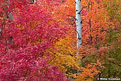 Maple Aspens Maple 092611 94