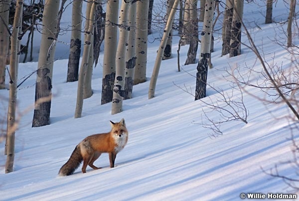 Redtailfox031710 0045