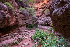 Saddle Canyon Flowers 040815 4204