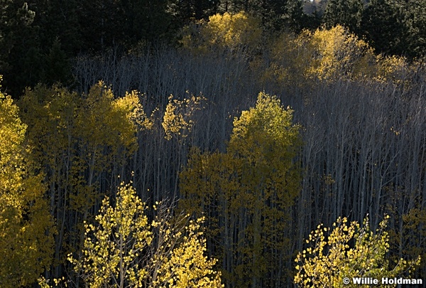 Aspens Backlit 100717 9412