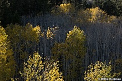 Aspens Backlit 100717 9412