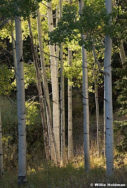 Quaking Aspen Glow 092820 1531 3