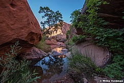 Tree Reflection Escalante 060716 2304 2