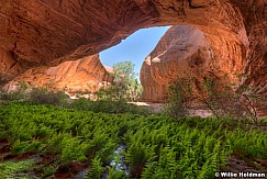 Fern Alcove Escalante