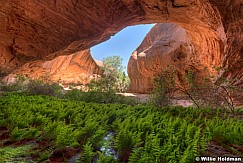 Fern Alcove Escalante